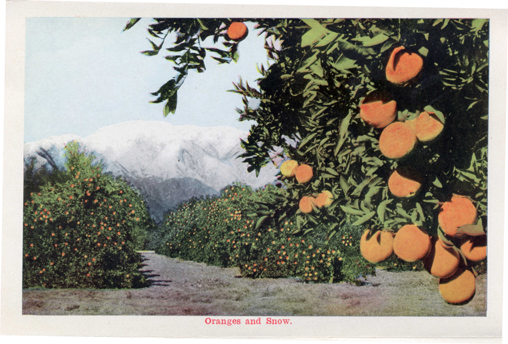 A postcard showing ripe oranges during the winter season, ca. 1910. Source: http://pasadenadigitalhistory.com