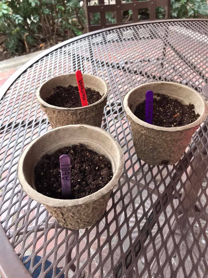 Planting Seeds ~ Preschool STEAM – Kids Blog