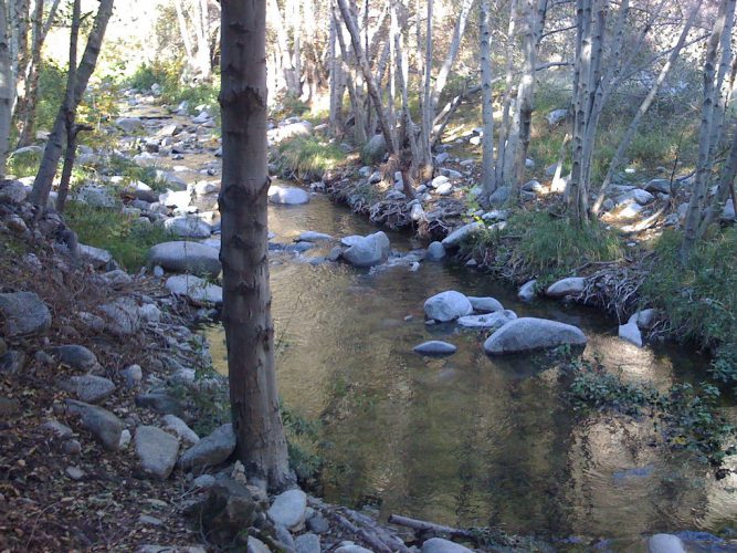 Image of stream with rocks and trees, taken in Pasadena